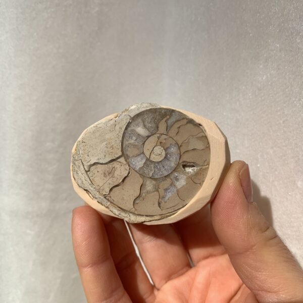 Gorgeous Ammonite Fossil Ring - Image 3